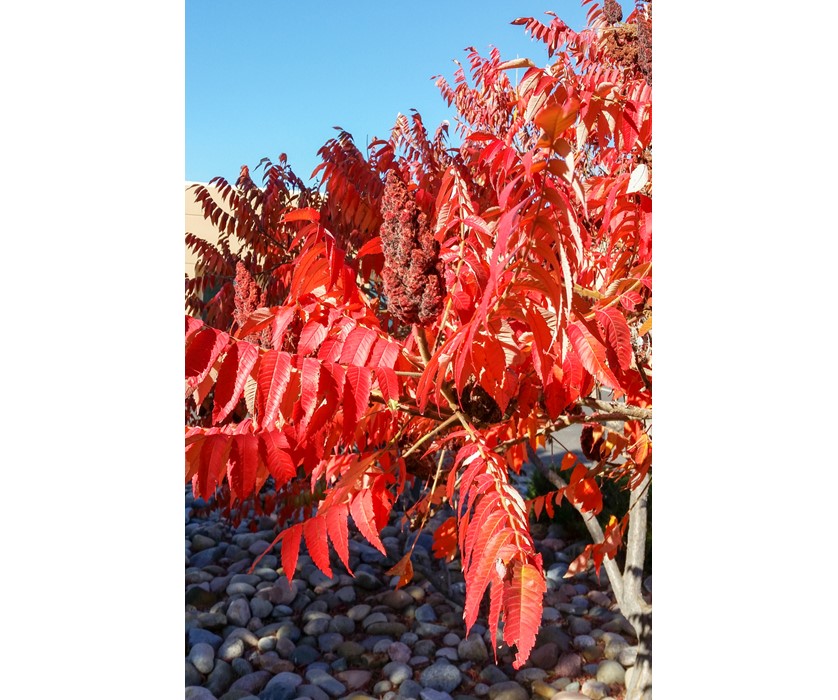 Staghorn Sumac